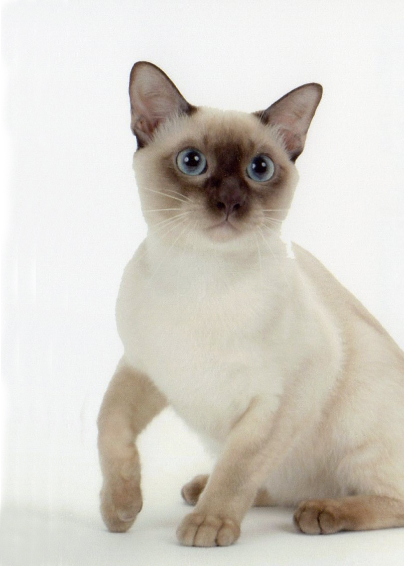 Supersweet Star Jupiter